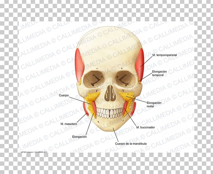 Nose Buccal Fat Pad Jaw Skull Ear PNG, Clipart, Bone, Boules, Buccal Fat Pad, Ear, Face Free PNG Download