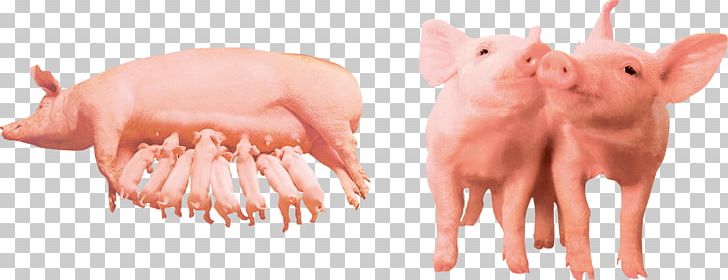 Domestic Pig Farm Pet Computer File PNG, Clipart, Animal, Animals, Animal Slaughter, Data, Farm Free PNG Download