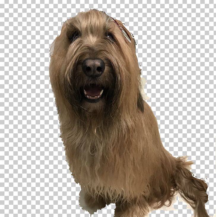 Glen Soft-coated Wheaten Terrier Irish Terrier Briard Cairn Terrier PNG, Clipart, April 7, Carnivoran, Companion Dog, Dog Breed, Dog Breed Group Free PNG Download