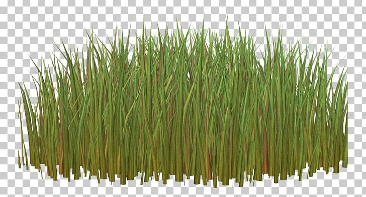 Herbaceous Plant PNG, Clipart, Background Green, Grass, Green Apple, Green Grass, Green Leaf Free PNG Download