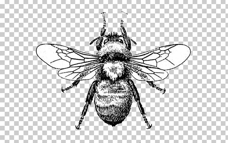 Honey Bee Drawing PNG, Clipart, Antique, Art, Arthropod, Bee, Bee Clipart Free PNG Download