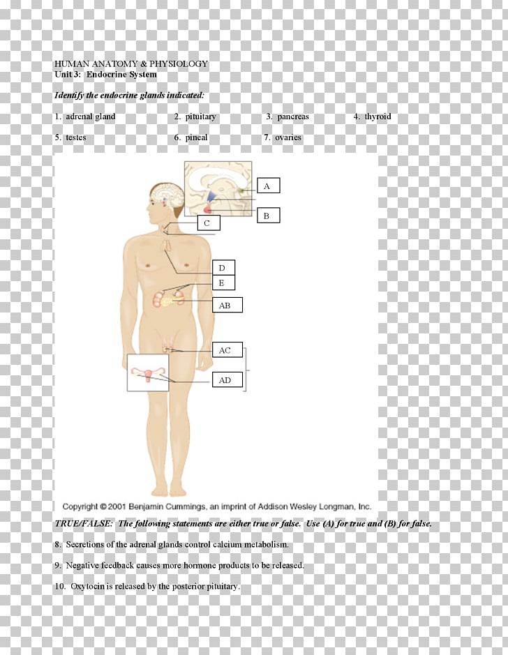 Paper Shoulder Pattern PNG, Clipart, Abdomen, Diagram, Endocrine System, Hand, Homo Sapiens Free PNG Download