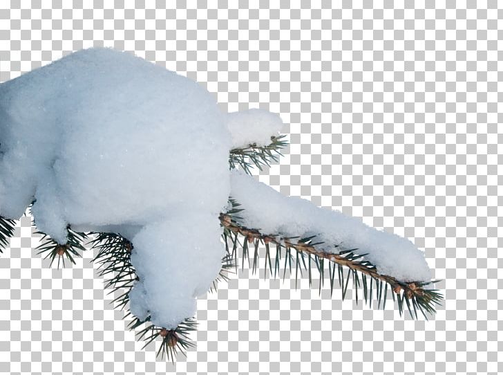 Snow PNG, Clipart, Branch, Digital Image, Fur, Nature, Photography Free PNG Download