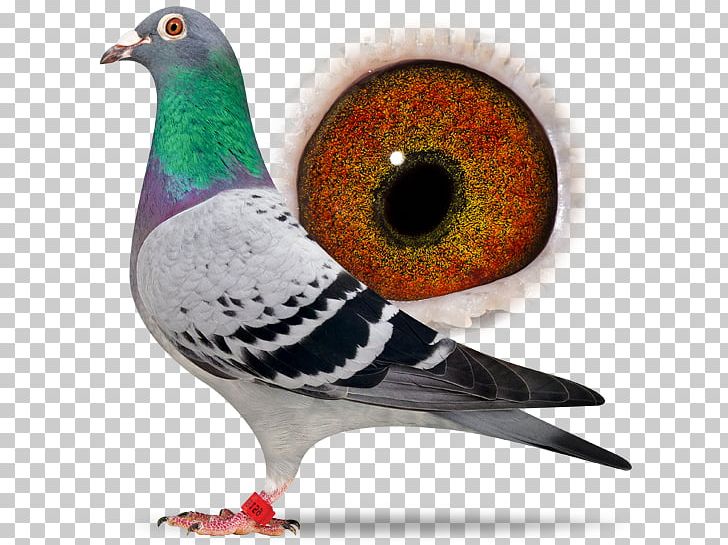 Racing Homer Columbidae Homing Pigeon Beak Bird PNG, Clipart, Animal, Beak, Bird, Bird Flight, Columbidae Free PNG Download