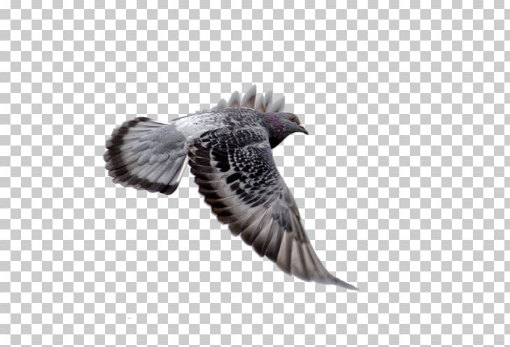 Columbidae Bird Squab Homing Pigeon PNG, Clipart, Animals, Beak, Bird, Buzzard, Columbidae Free PNG Download
