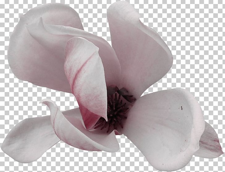 Flowering Plant Magnoliaceae Cut Flowers PNG, Clipart, 4 Shared, Cut Flowers, Design Seeds, Family, Fleck Free PNG Download