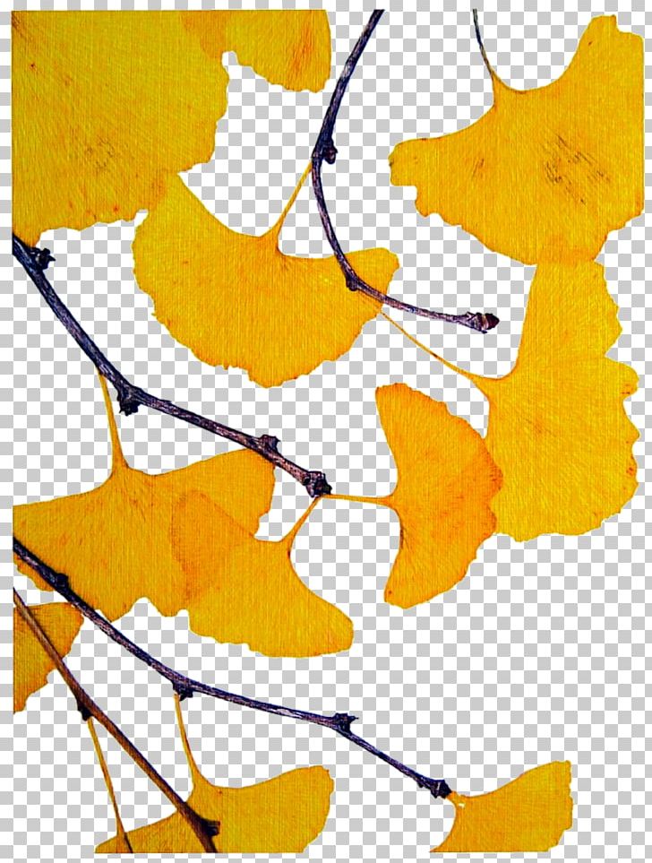 Ginkgo Biloba Tree Drawing PNG, Clipart, Angle, Area, Art, Artwork, Branch Free PNG Download