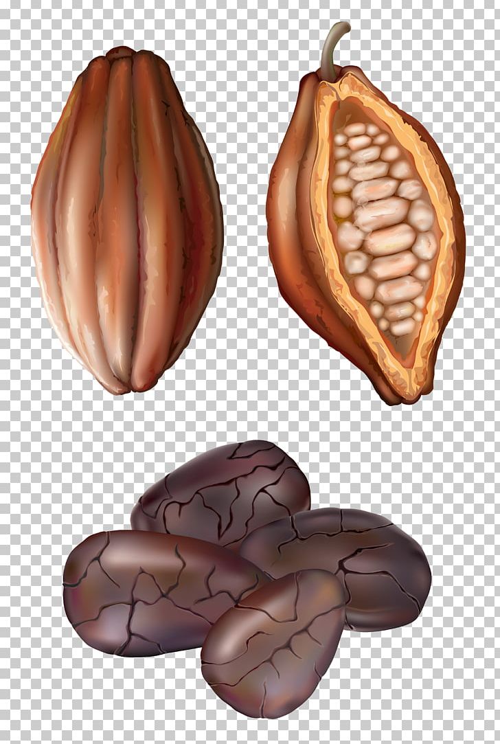Cocoa Bean Drawing PNG, Clipart, Art, Bean, Clip Art, Cocoa Bean, Coffee Bean Free PNG Download