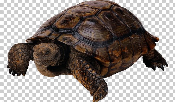 Pig-nosed Turtle Turtle Shell PNG, Clipart, Animal, Animals, Box Turtle, Box Turtles, Chelydridae Free PNG Download