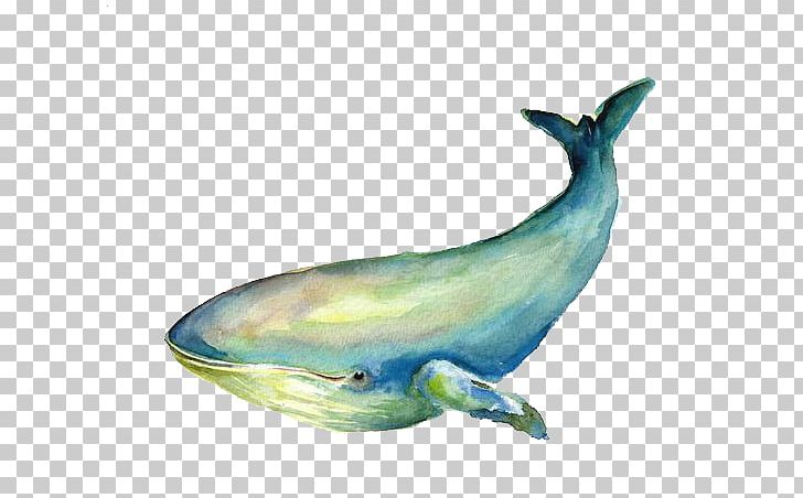 Baleen Whale Blue Whale Illustration PNG, Clipart, Animal, Animals, Art, Baleen, Blue Free PNG Download