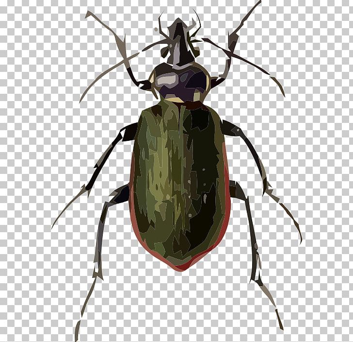 Beetle Drawing Fiery Searcher Sketch PNG, Clipart, Animals, Arthropod, Beetle, Drawing, Ground Beetle Free PNG Download