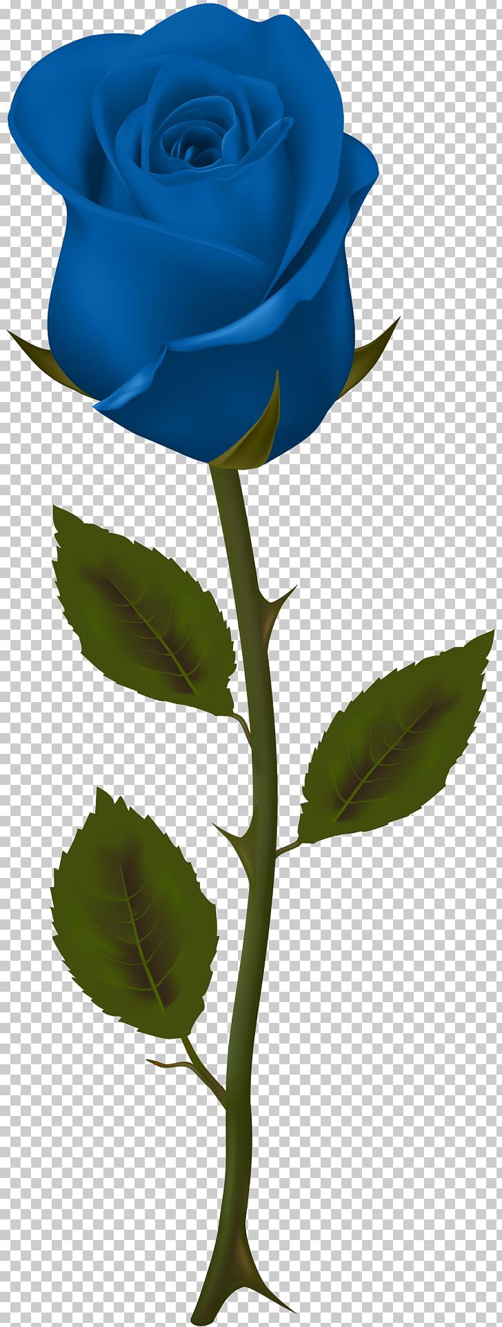 Garden Roses Flower PNG, Clipart, Blue, Blue Rose, Color, Cut Flowers, Flora Free PNG Download
