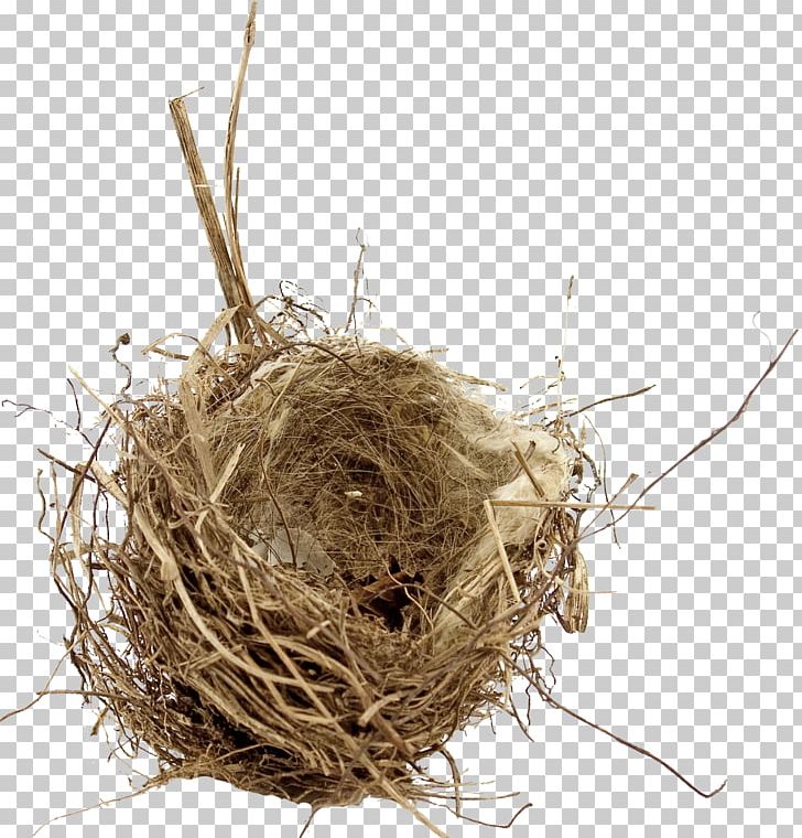 Bird Nest Bird Nest Empty Nest Syndrome Egg PNG, Clipart, Animals, Bird, Bird Cage, Bird Nest, Birds Free PNG Download
