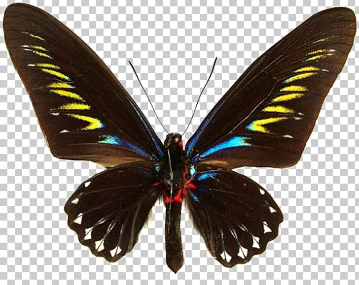 Butterfly Trogonoptera Brookiana Birdwing Ornithoptera Priamus Gynandromorphism PNG, Clipart, Arthropod, Birdwing, Brush Footed Butterfly, Butterfly, Coll Free PNG Download