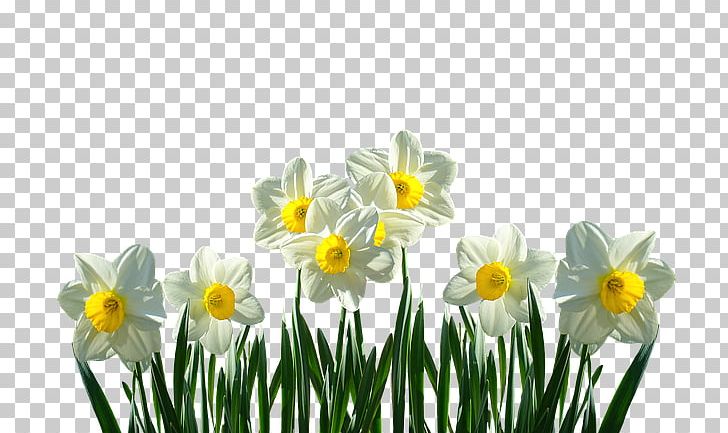 Easter Lily Spring Bulbs Flower Wild Daffodil PNG, Clipart, Amaryllis Family, Bulb, Bulbs, Cut Flowers, Daffodil Free PNG Download