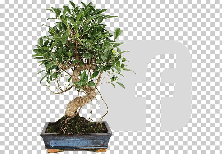 Chinese Sweet Plum Tree Vermouth Flowerpot Bonsai PNG, Clipart, 2018, April, Bonsai, Facebook, Fig Trees Free PNG Download