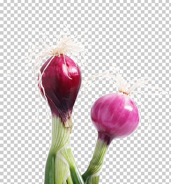 Onion Chef Taste Cuisine Papila PNG, Clipart, Beet, Beetroot, Bud, Chef, Color Free PNG Download