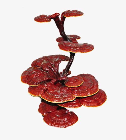 Red Ganoderma Lucidum PNG, Clipart, Care, Creative, Elixir, Ganoderma, Ganoderma Clipart Free PNG Download