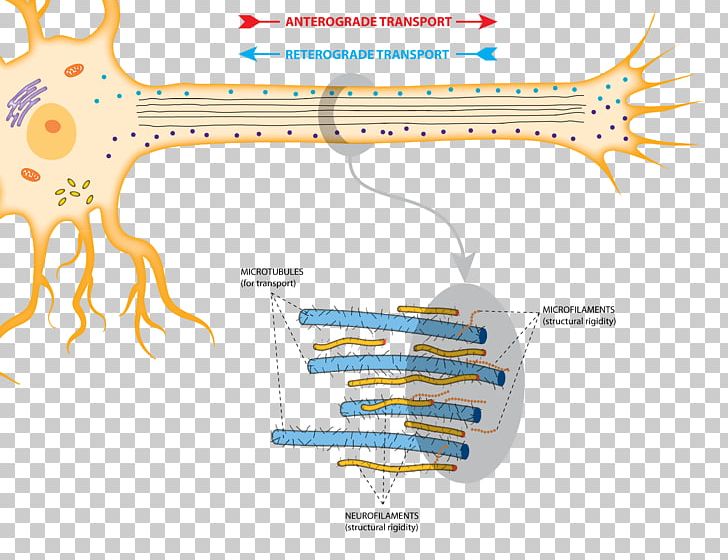 Axonal Transport Anterograde Amnesia Neurotransmitter Microtubule PNG, Clipart, Anterograde Amnesia, Axon, Axonal Transport, Cell, Diagram Free PNG Download