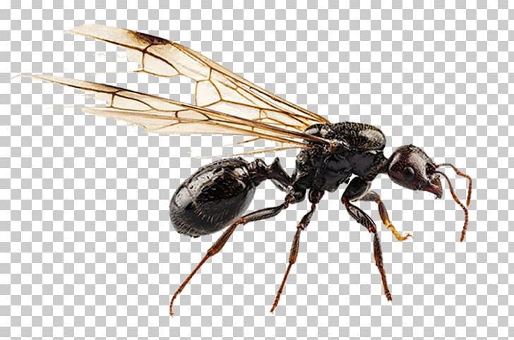 Black Garden Ant Nuptial Flight Pterygota Termite PNG, Clipart, Ant, Arthropod, Black Garden Ant, Carpenter Ant, Fly Free PNG Download