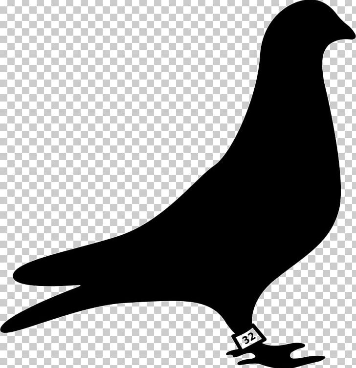 Columbidae Bird Logo Racing Homer PNG, Clipart, Animals, Beak, Bird, Black And White, Columbidae Free PNG Download