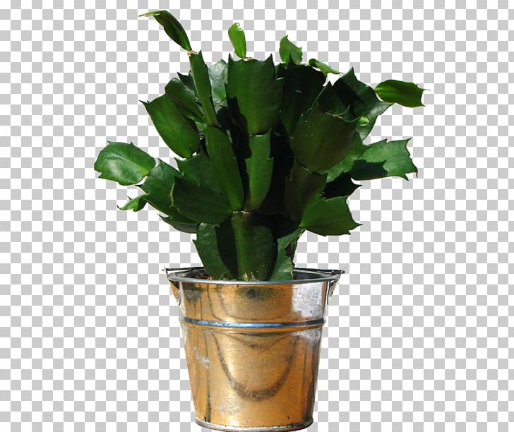 Houseplant Flowerpot Tradescantia Sillamontana Wandering Jew PNG, Clipart, Cactus, Flowerpot, Food Drinks, Garden, Gardening Free PNG Download