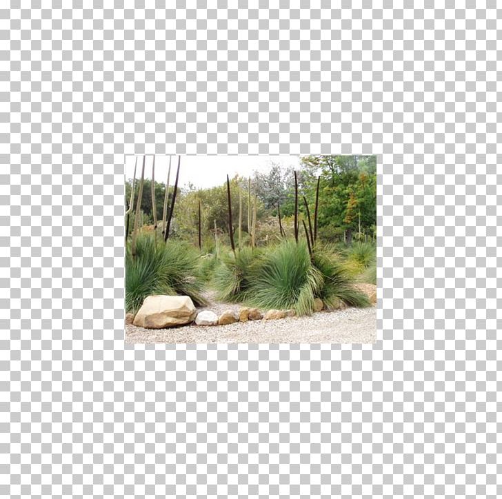 Landscape Xanthorrhoea Preissii Plant Community Native Plant Garden PNG, Clipart, Ecosystem, Food Drinks, Garden, Garden Design, Gardening Free PNG Download