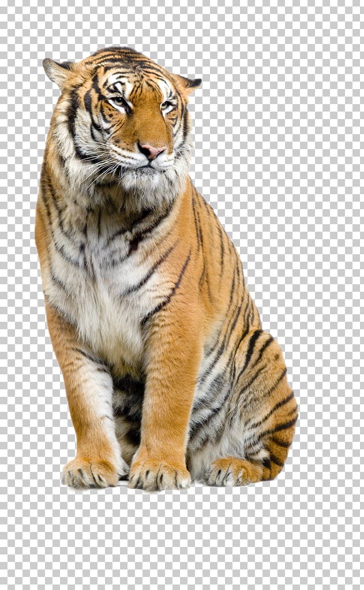 Lion Bengal Tiger Sumatran Tiger Cat Felidae PNG, Clipart, Animal, Animals, Bengal Tiger, Big Cat, Big Cats Free PNG Download