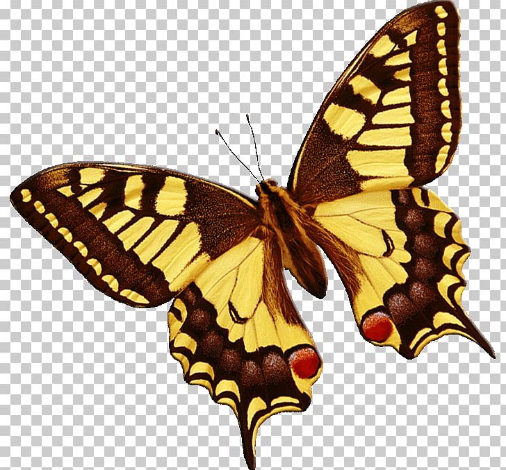 Monarch Butterfly Moth Animaatio Old World Swallowtail PNG, Clipart, Animaatio, Animal, Arthropod, Brush Footed Butterfly, Butterflies And Moths Free PNG Download