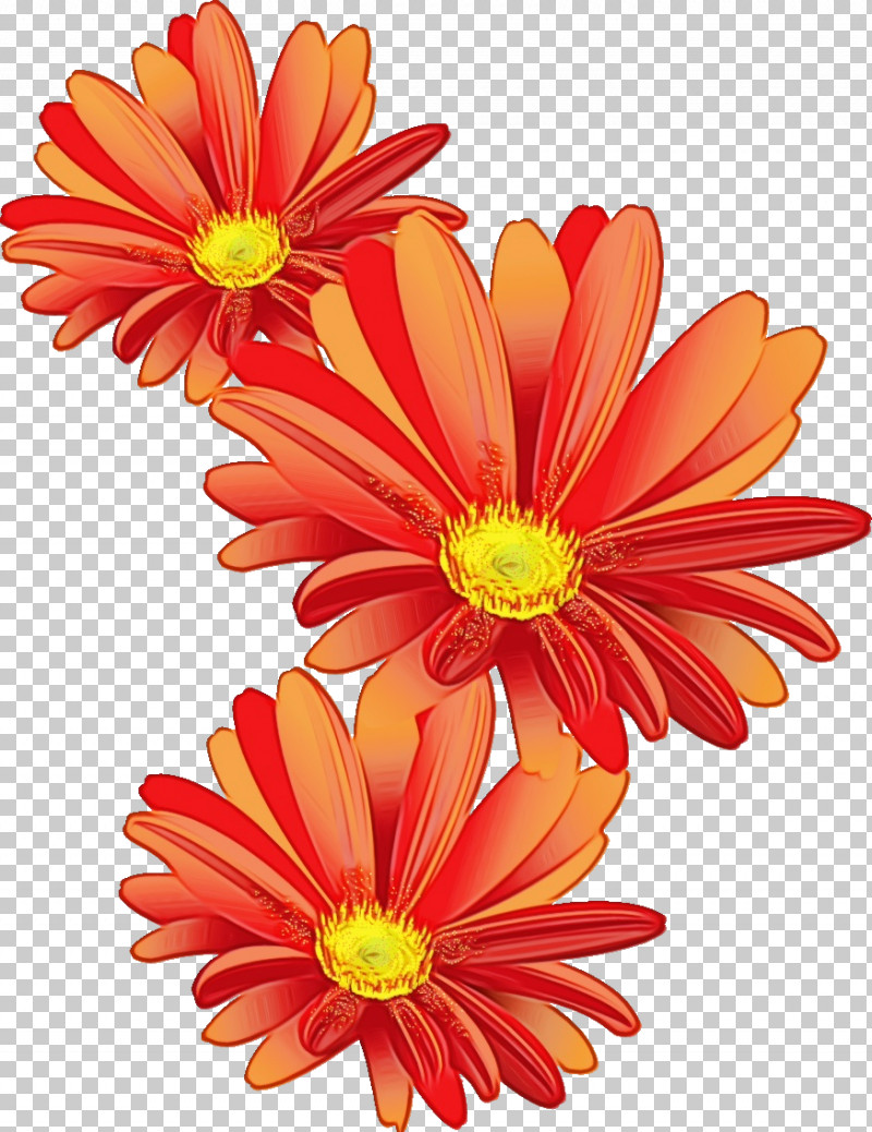 Orange PNG, Clipart, Annual Plant, Chrysanthemum, Course, Cut Flowers, Daisy Free PNG Download