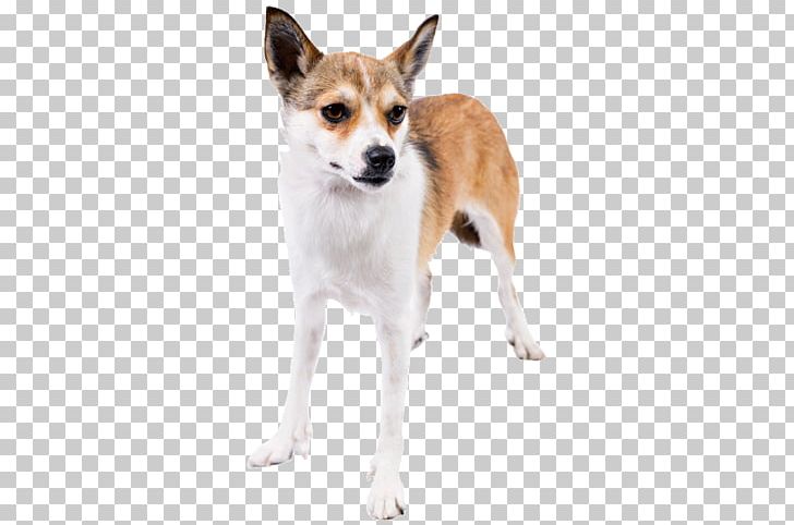 Dog Breed Norwegian Lundehund Toy Fox Terrier Tenterfield Terrier Puppy PNG, Clipart, Breed, Carnivoran, Companion Dog, Dog, Dog Breed Free PNG Download