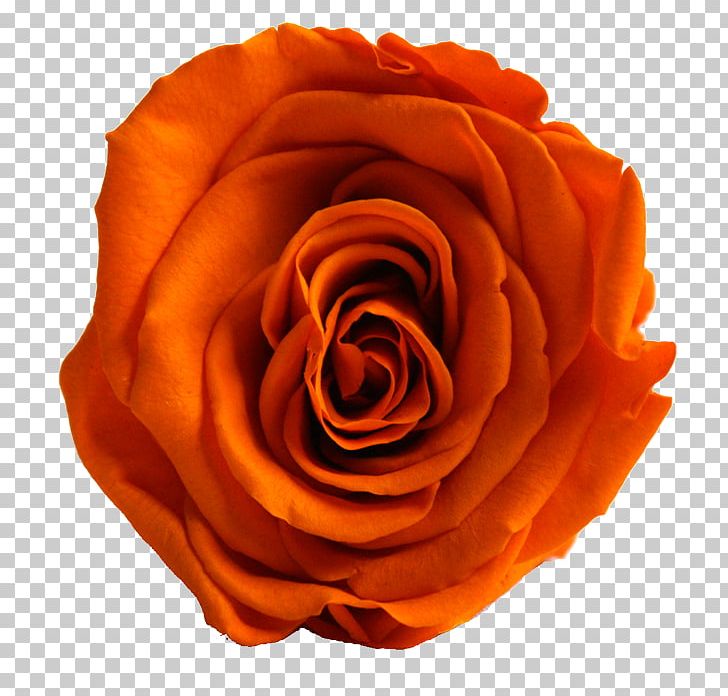 Garden Roses Cut Flowers Blumenversand PNG, Clipart, Blume, Blumenversand, Closeup, Cut Flowers, Delicatessen Free PNG Download