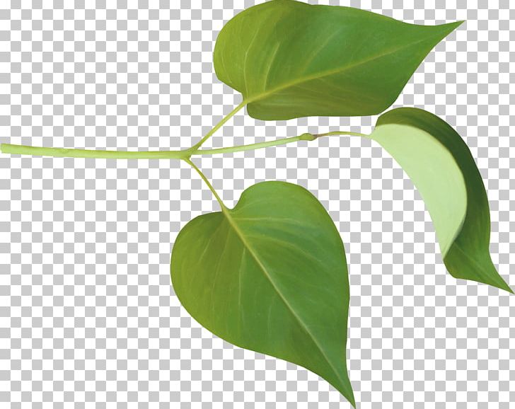 Leaf Lilac Branch Drawing PNG, Clipart, Branch, Clip Art, Clover, Drawing, Flower Free PNG Download