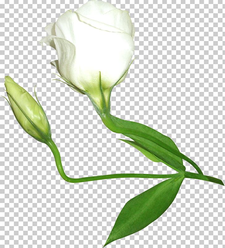 Flower PNG, Clipart, Arum, Beautiful, Christmas Decoration, Floral, Flower Free PNG Download