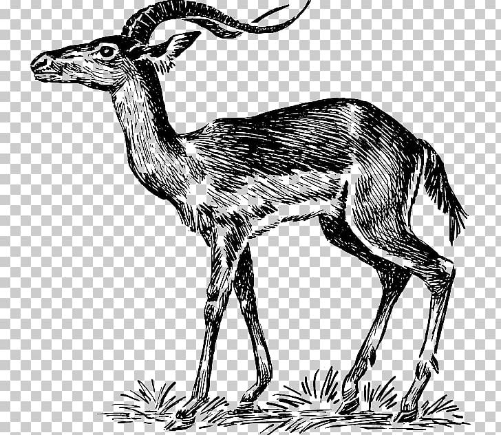 Impala Antelope Springbok PNG, Clipart, Antilop, Art, Biology, Black And White, Camel Like Mammal Free PNG Download