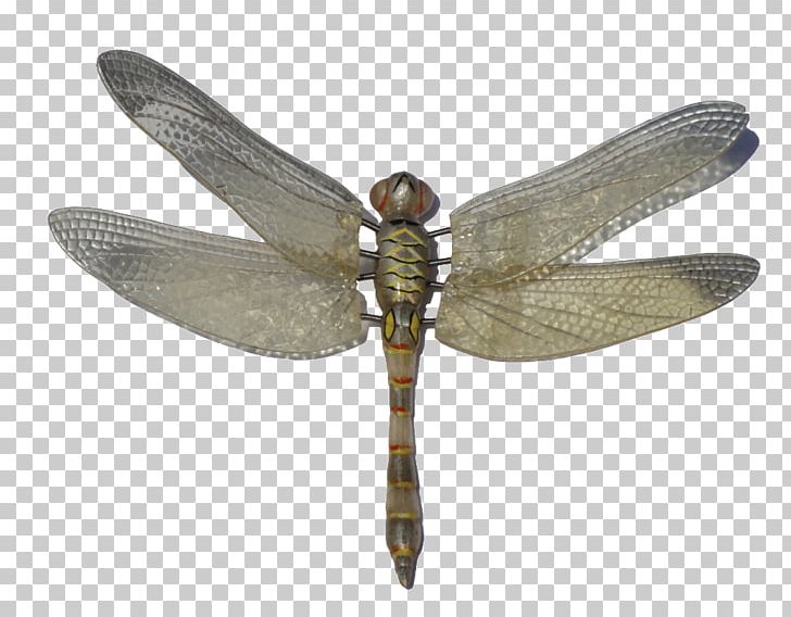 Insect Dragonfly PNG, Clipart, Animals, Arthropod, Computer Icons, Download, Dragonfly Free PNG Download