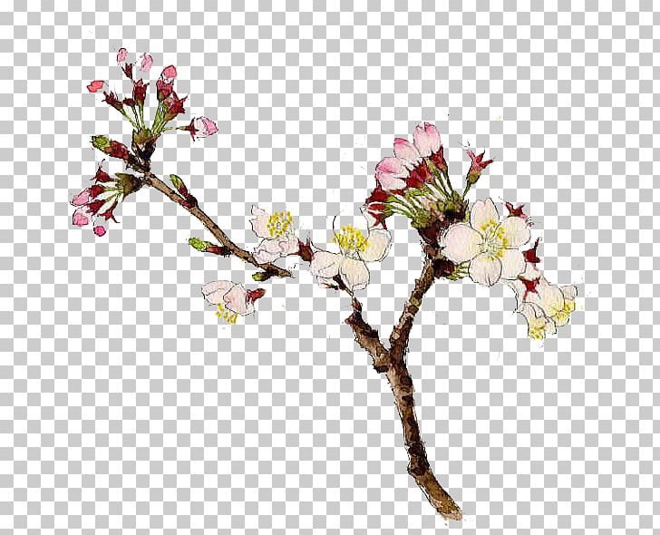 Japan Watercolor Painting Drawing PNG, Clipart, Branch, Cherry Blossom, Cut Flowers, Designer, Drawing Free PNG Download