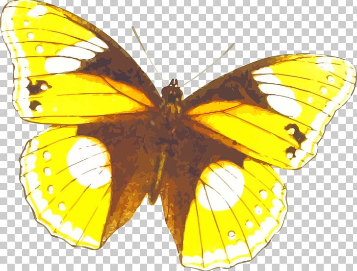Monarch Butterfly Colias Moth Lycaenidae PNG, Clipart, Arthropod, Brush Footed Butterfly, Butterflies And Moths, Butterfly, Butterfly Clipart Free PNG Download
