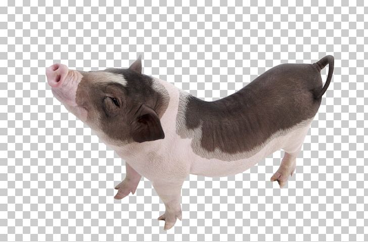 Vietnamese Pot-bellied Domestic Pig Dog PNG, Clipart, Animal, Animal Feed, Animals, Breed, Chong Free PNG Download