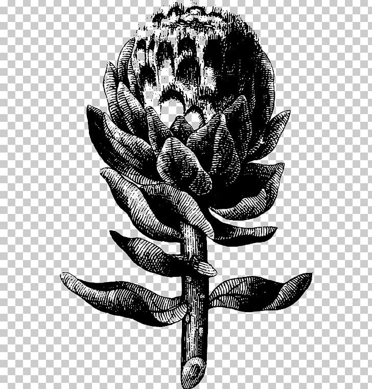 Artichoke Engraving PNG, Clipart, Alcachofa, Artichoke, Black And White, Computer Icons, Drawing Free PNG Download