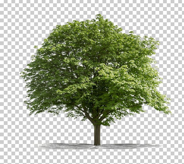 Tree Lindens Stock Photography Desktop Oak PNG, Clipart, Branch, Desktop Wallpaper, Grass, Leaf, Lindens Free PNG Download