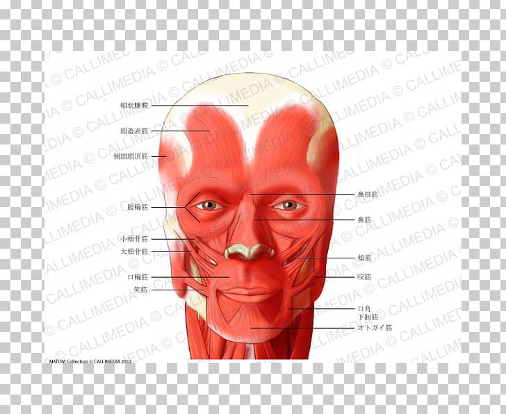 Muscle Head And Neck Anatomy Muscular System PNG, Clipart, Anatomy, Anterior Triangle Of The Neck, Cheek, Ear, Face Free PNG Download