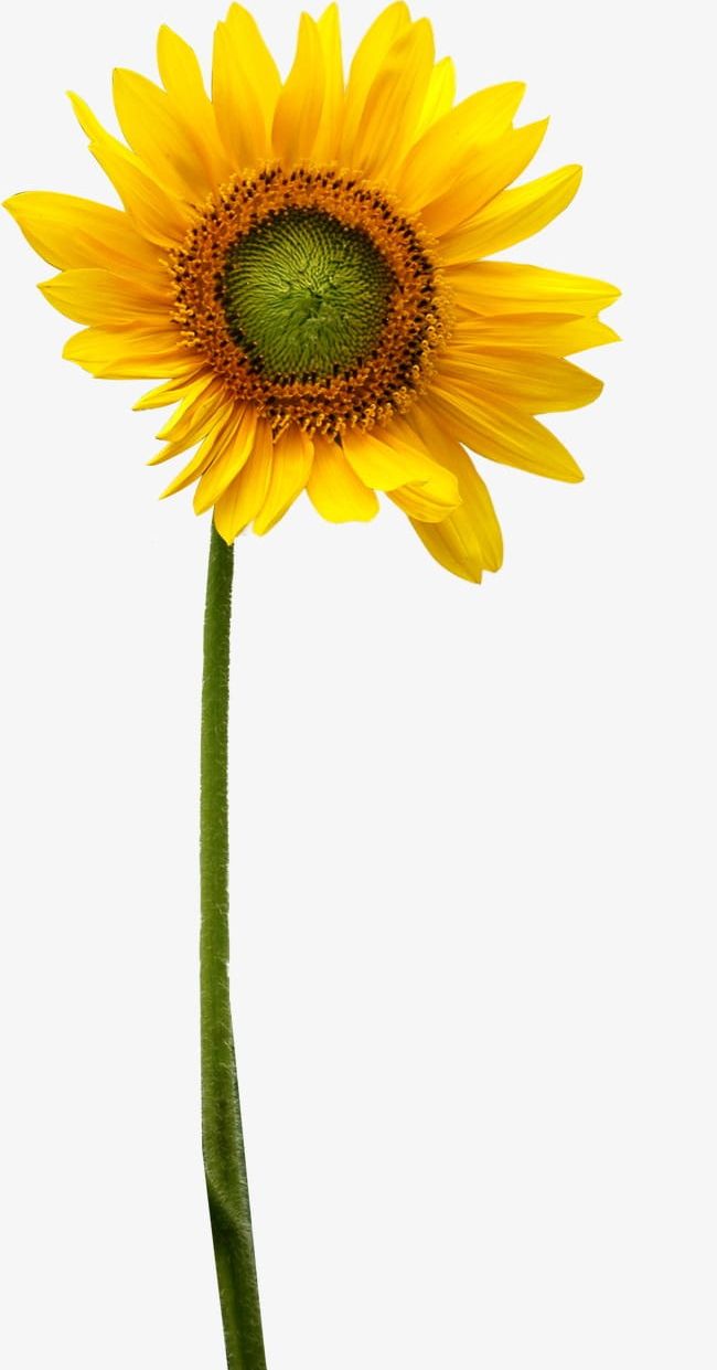 Sunflower PNG, Clipart, Flower, Sunflower, Sunflower Clipart, Sunflower Clipart Free PNG Download
