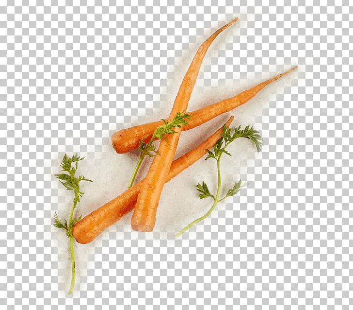 Baby Carrot Plant Stem PNG, Clipart, Baby Carrot, Carrot, Food, Miscellaneous, Others Free PNG Download