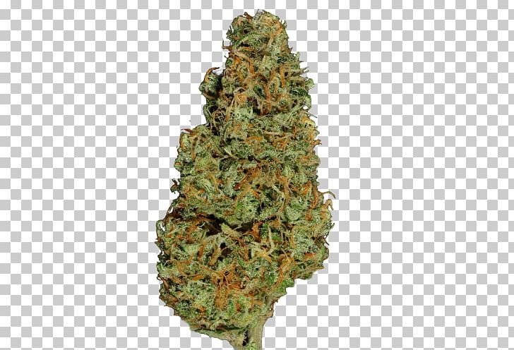 Feminized Cannabis Hemp Conifer Cone Blue Dream PNG, Clipart, Blue Dream, Camouflage, Cannabis, Conifer Cone, Cultivar Free PNG Download