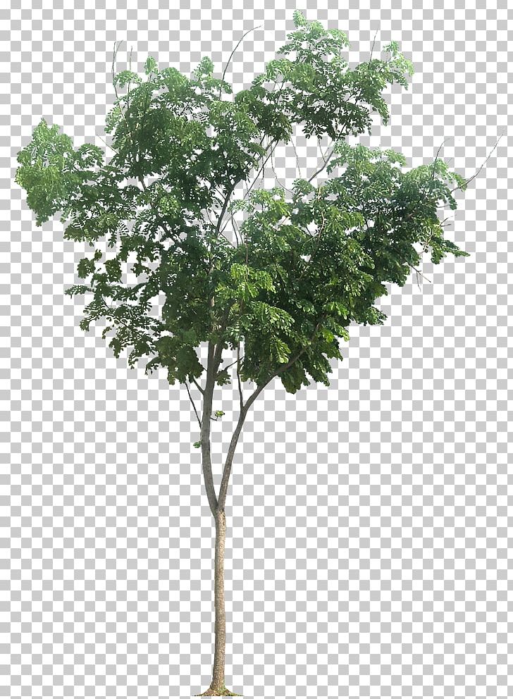 Raintree Albizia Chinensis Tropical Africa Tamarind PNG, Clipart, Albizia Chinensis, Apples, Autumn Leaf Color, Branch, Eucalyptus Free PNG Download