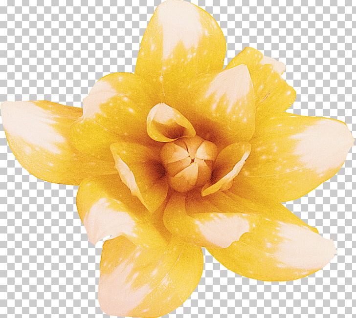 Yellow Flower Intersex Human Rights Australia Intersex Awareness Day PNG, Clipart, Color, Cut Flowers, Dahlia, Flower, Intersex Free PNG Download