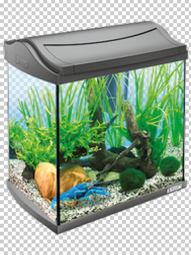 Aquariums Tetra Fishkeeping Aquarium Filters PNG, Clipart, Animals, Aquarium, Aquarium Decor, Aquarium Filters, Aquarium Lighting Free PNG Download