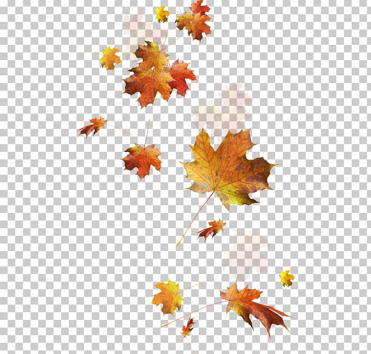 Autumn Leaf Color PNG, Clipart, Autumn, Autumn Leaf Color, Branch, Computer Icons, Flowering Plant Free PNG Download