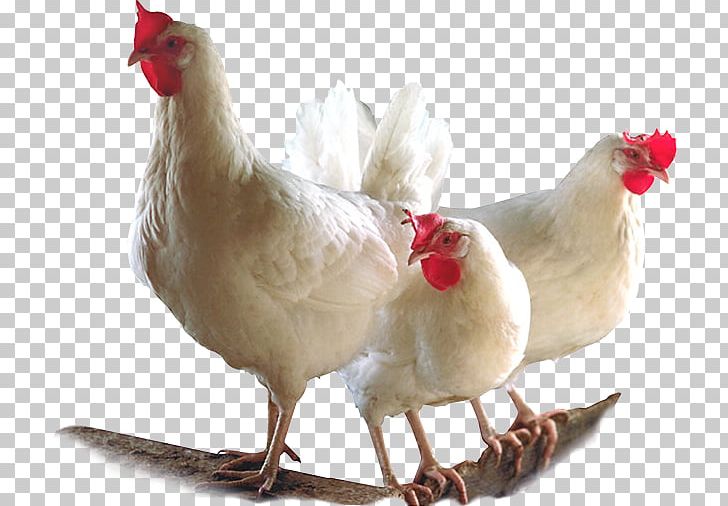 Broiler Chicken Bird Poultry Farming PNG, Clipart, Agriculture, Animals, Beak, Beef, Bird Free PNG Download